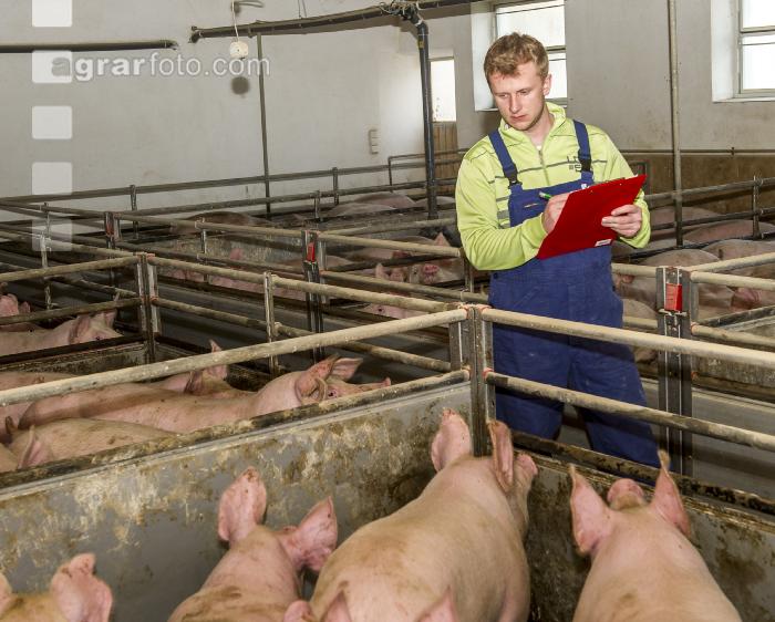 Aufzeichnungen im Maststall 22
