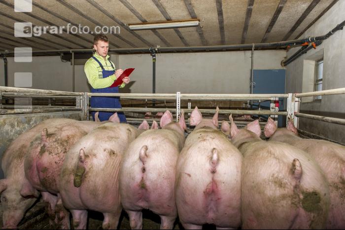 Aufzeichnungen im Maststall 26