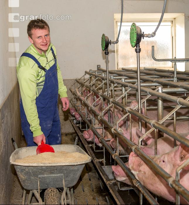 Fütterung Zuchtsauen 1