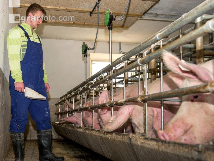 Fütterung Zuchtsauen 6