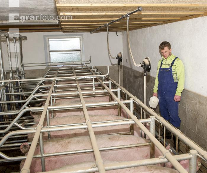 Fütterung Zuchtsauen 9