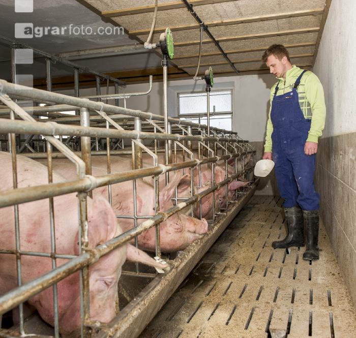 Fütterung Zuchtsauen 10
