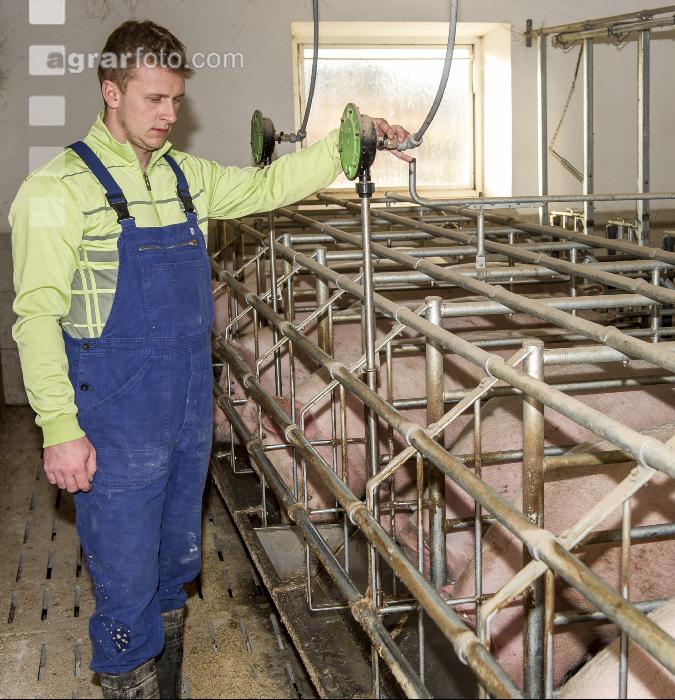Wasserversorgung Zuchtsauen 1