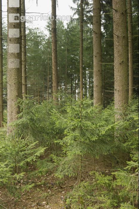 Fichten Naturverjüngung