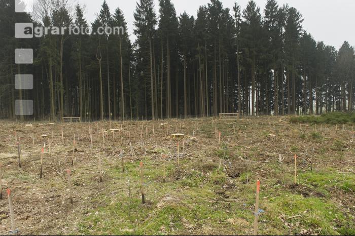 Eiche Aufforstung 3