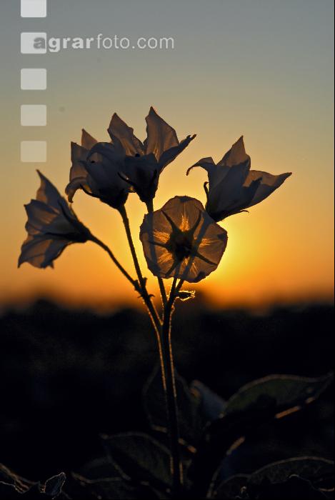 Kartoffel Blüte 3