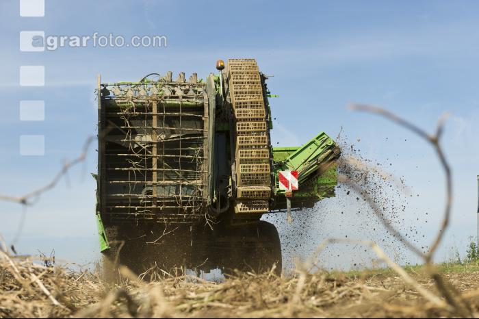 Kartoffel Ernte 103