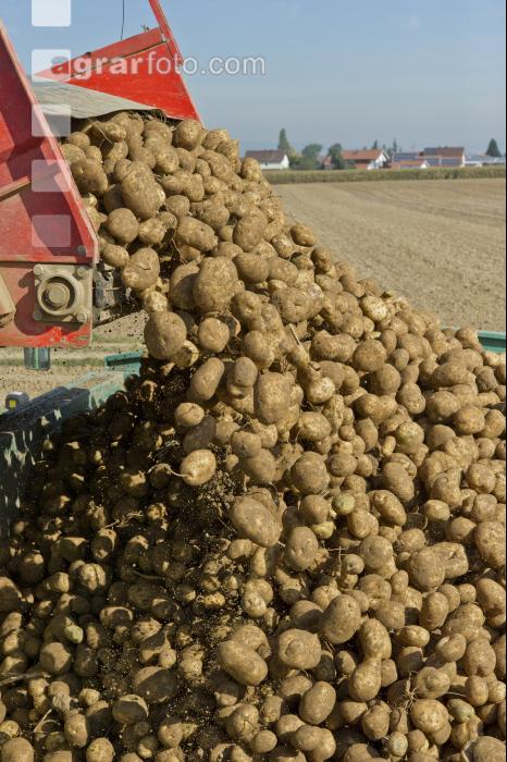 Kartoffel Ernte 92