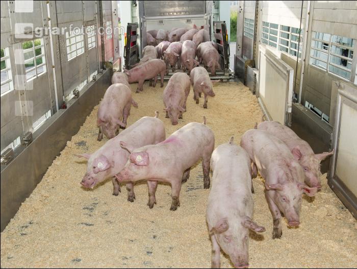 Ferkel verladen 14