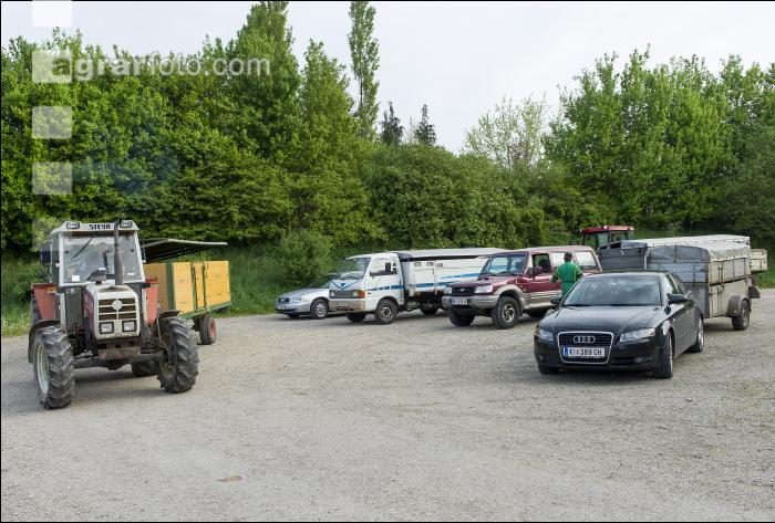 Ferkelanlieferung