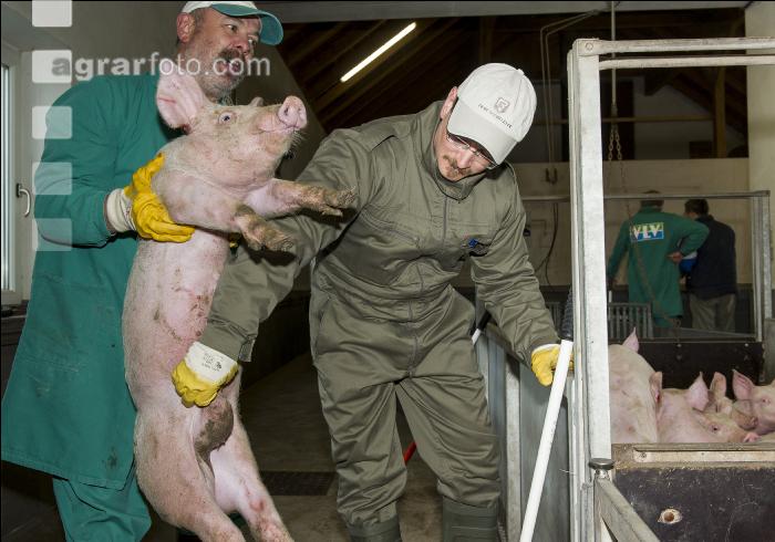 Ferkel Verladehalle 12