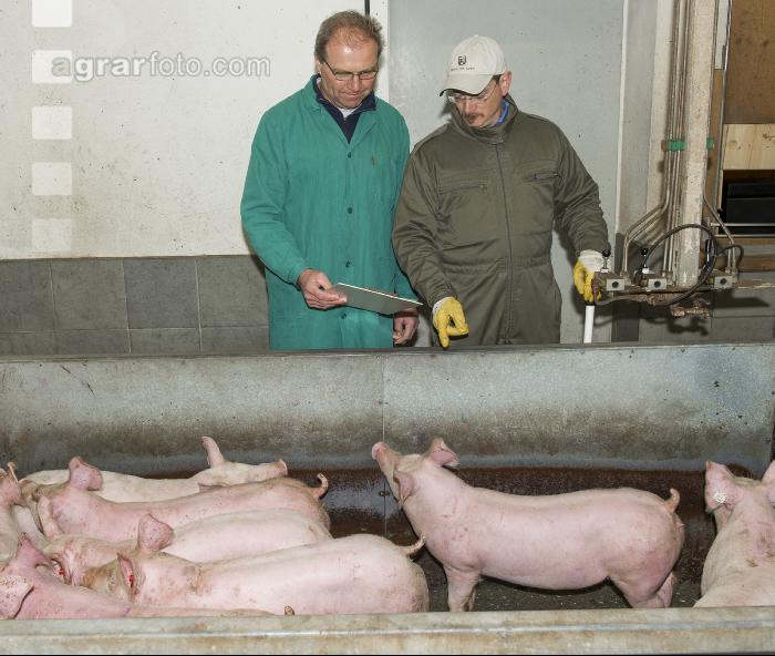 Ferkel Verladehalle 10