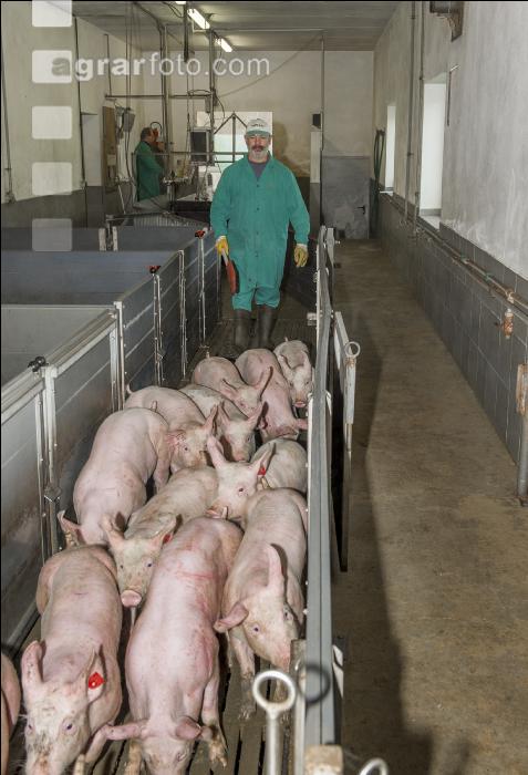 Ferkel Verladehalle 9