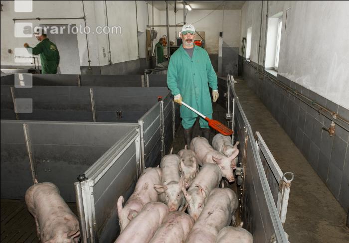 Ferkel Verladehalle 6