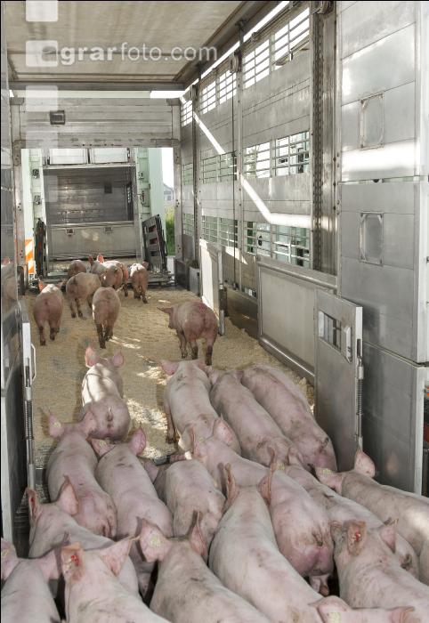 Ferkel verladen 9