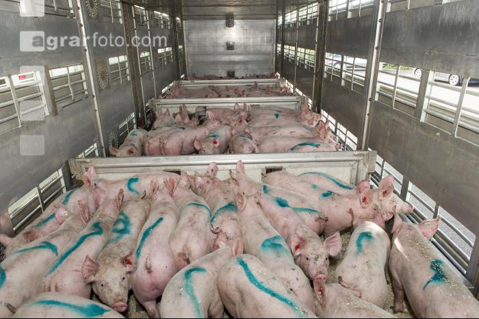 Ferkel verladen 16