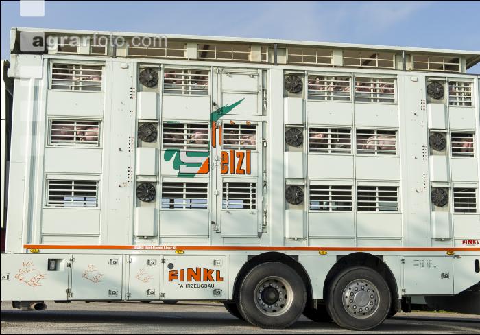 Ferkel Transport 7