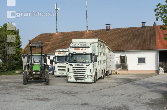Ferkel Transport 2