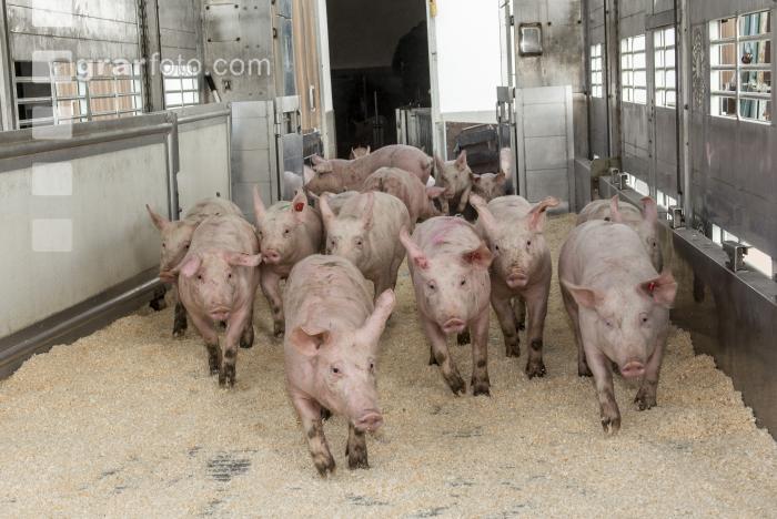 Ferkel verladen 6