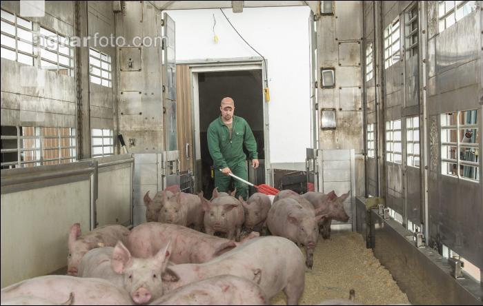Ferkel verladen 5