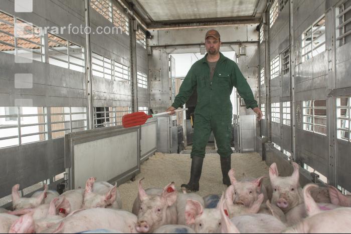 Ferkel verladen 3