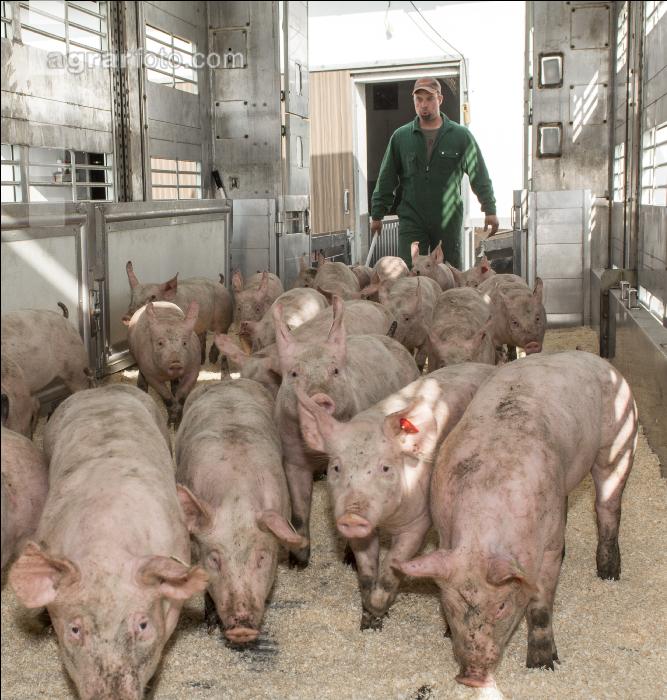 Ferkel verladen 1