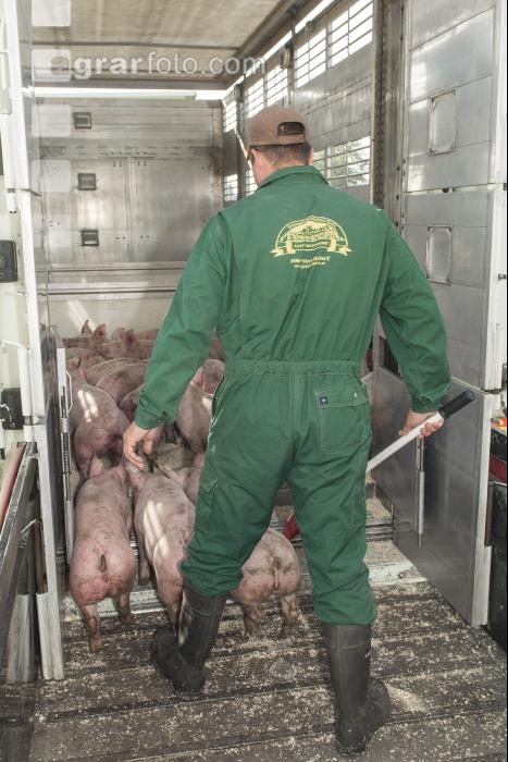 Ferkel verladen 15