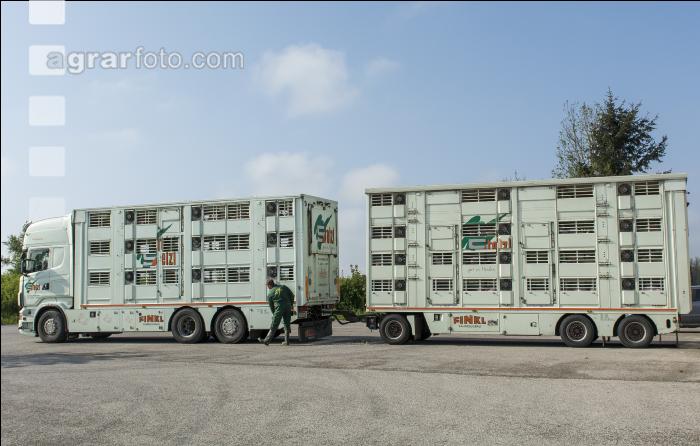 Ferkel Transport 1
