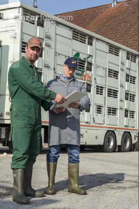 Ferkel Transportbescheinigung 3