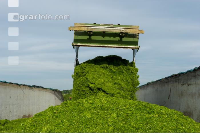 Silage verdichten 1
