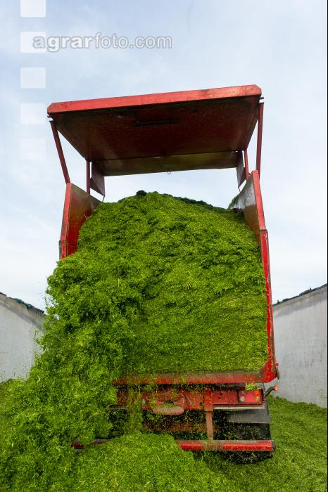 Fahrsilo Grünschnittroggen 13