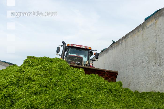 Fahrsilo Grünschnittroggen 11