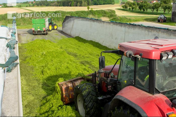 Fahrsilo Grünschnittroggen 3