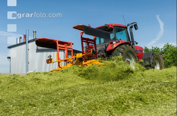 Silage verdichten 8