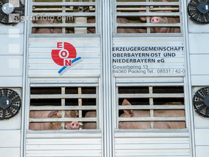 Schweine Transport 13