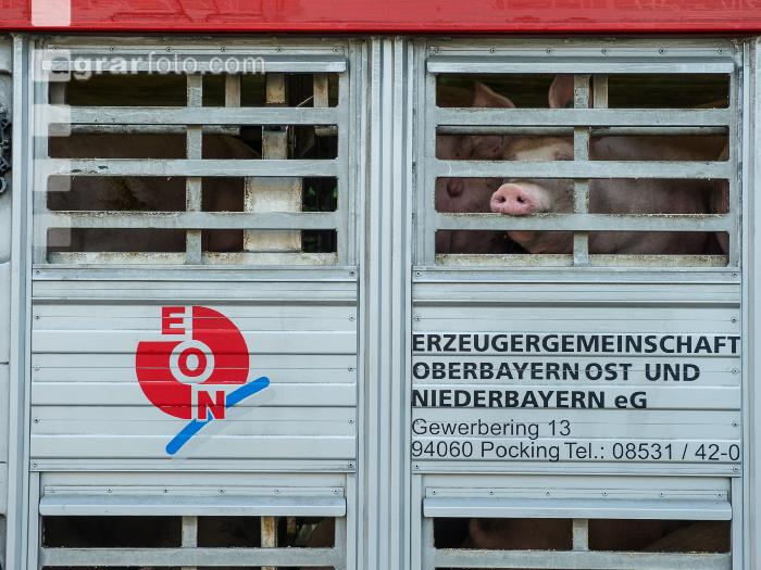 Schweine Transport 11