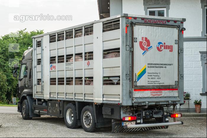 Schweine Transport 10