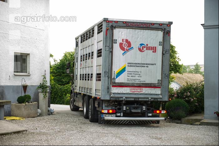 Schweine Transport 9