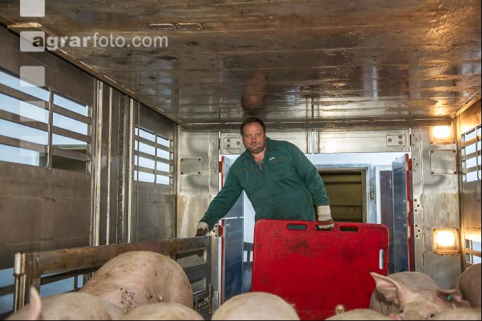 Schweine verladen 44