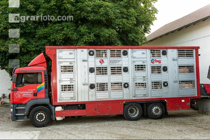Schweine Transport 8