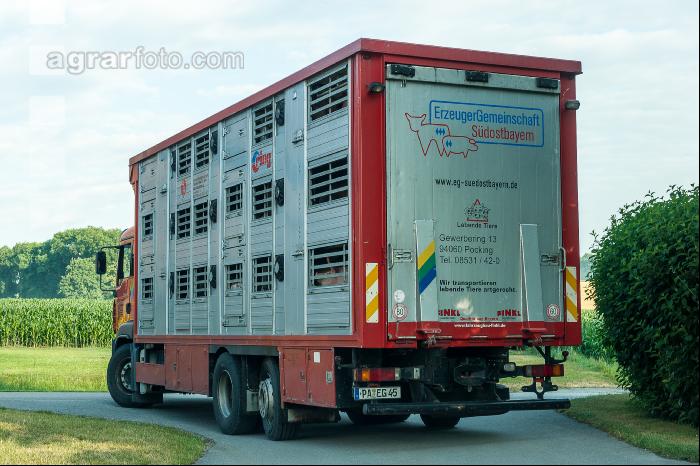 Schweine Transport 6