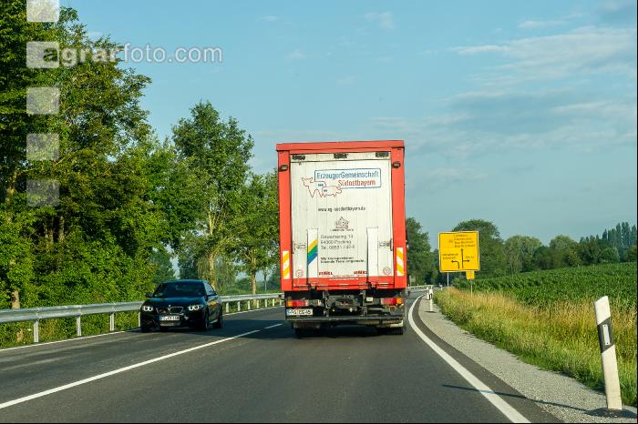 Schweine Transport 4