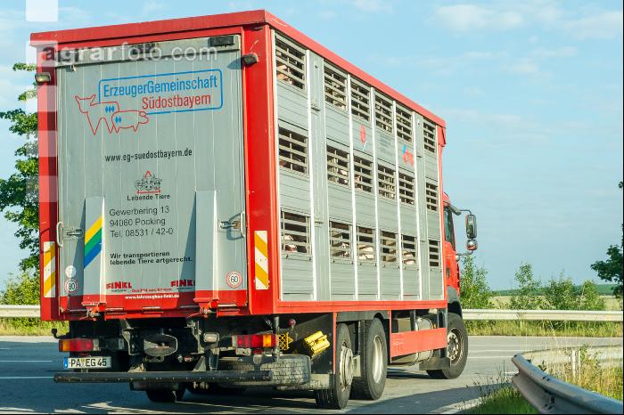 Schweine Transport 3