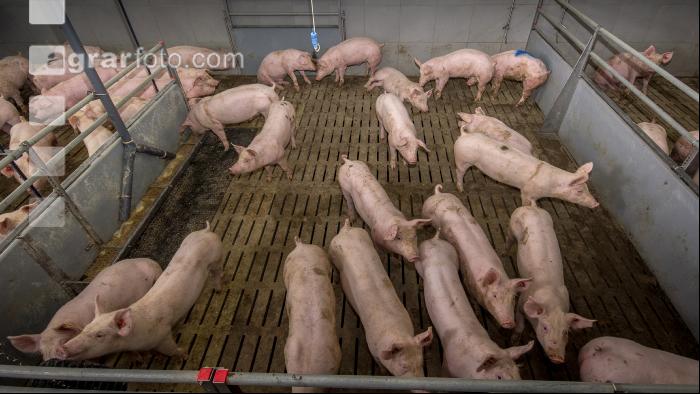 Mastschweine 130