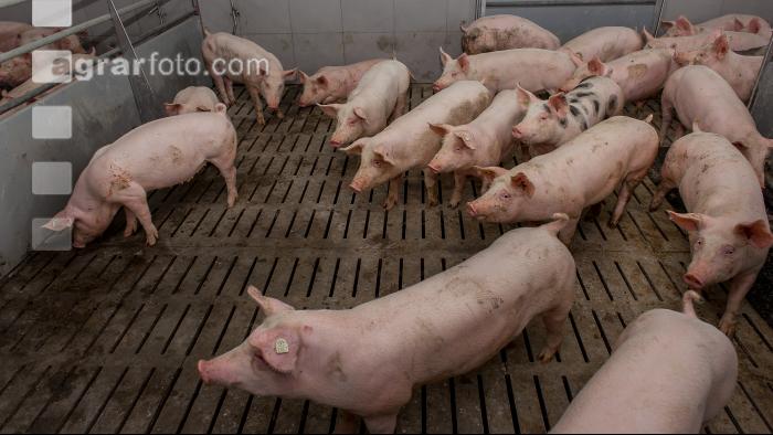 Mastschweine 129