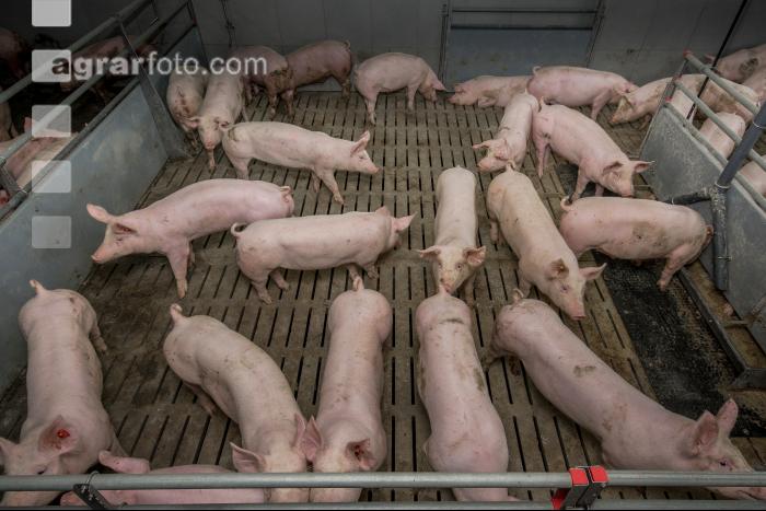 Mastschweine 127