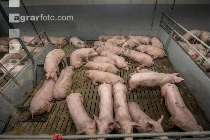 Mastschweine 126
