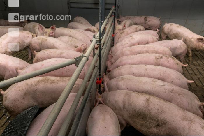 Mastschweine 125