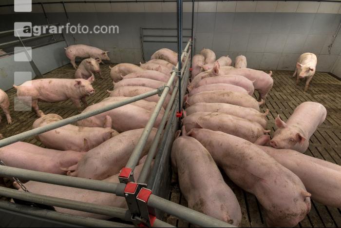 Mastschweine 124