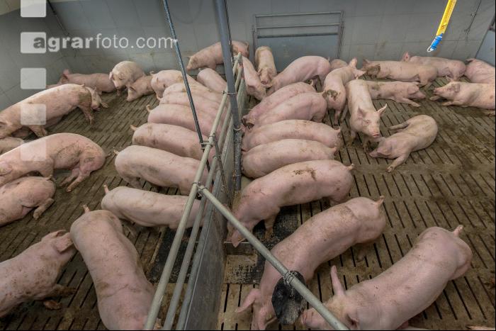 Mastschweine 123
